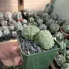 Astrophytum asterias cv. Kikko 2 Headed - Image 2