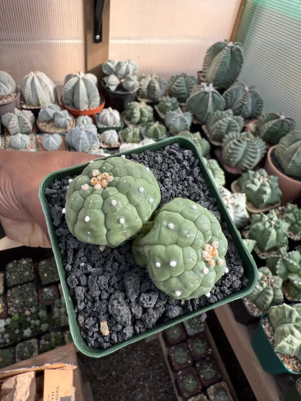 Astrophytum asterias cv. Kikko 2 Headed - Image 3