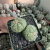 Astrophytum asterias cv. Kikko 2 Headed - Image 3