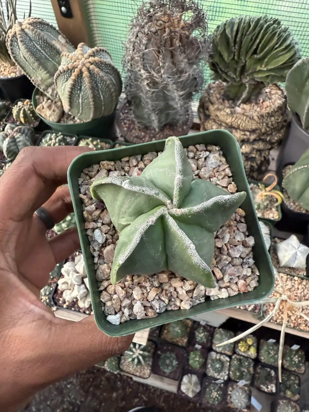 Astrophytum myriostigma