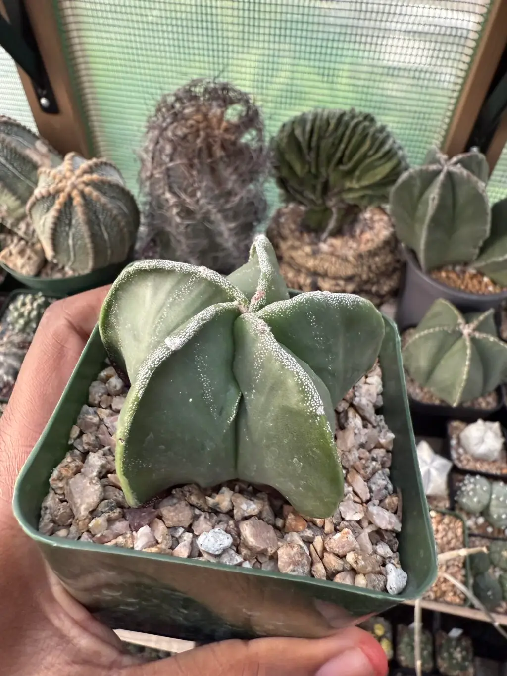 Astrophytum myriostigma - Image 2