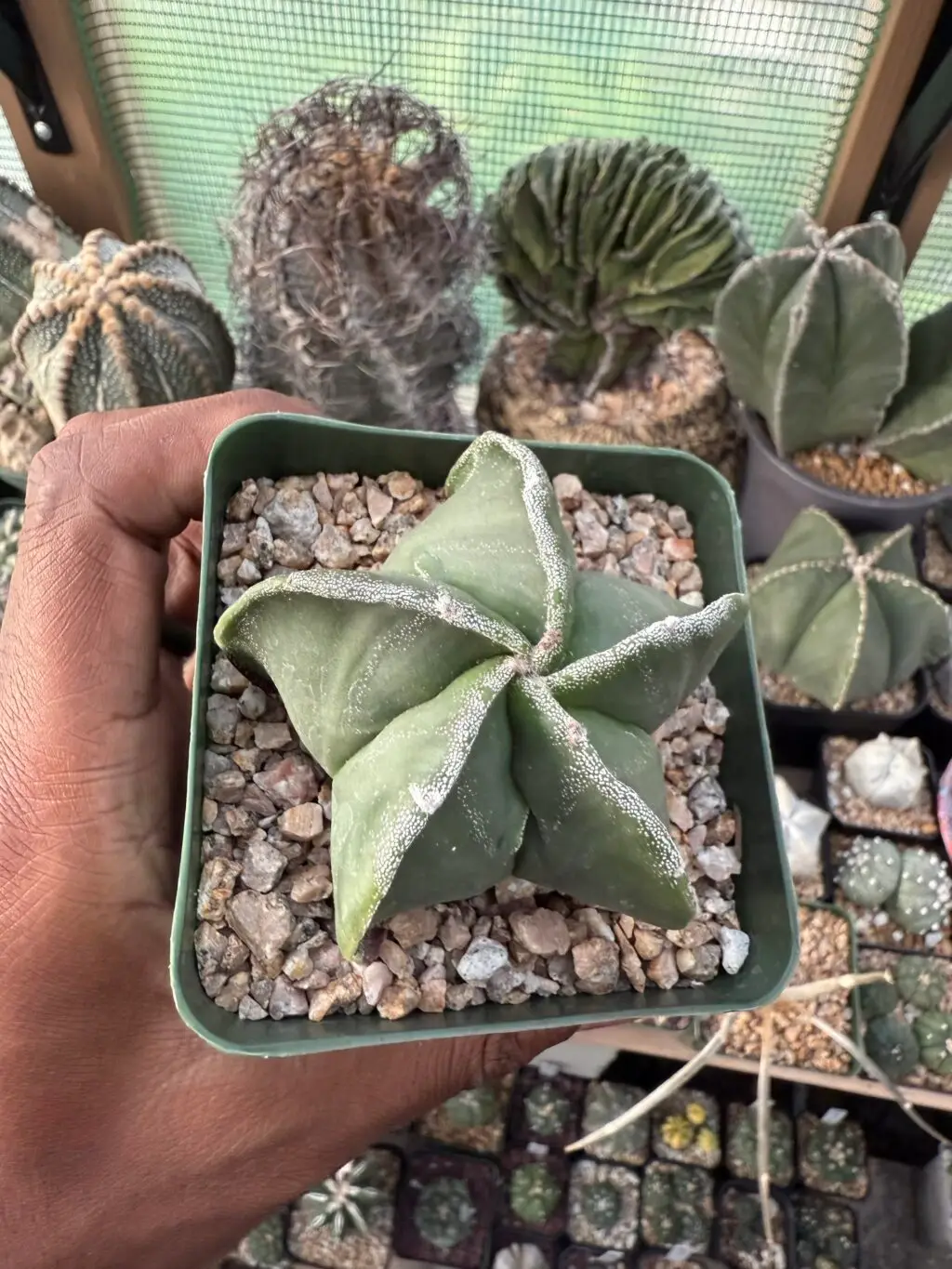 Astrophytum myriostigma - Image 3