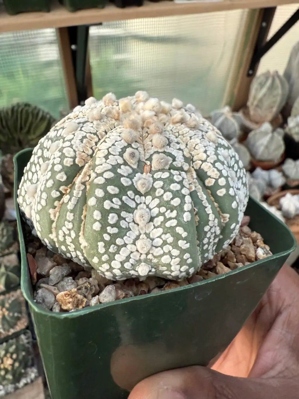 Astrophytum asterias cv. Superkabuto Fukuryu - Image 3