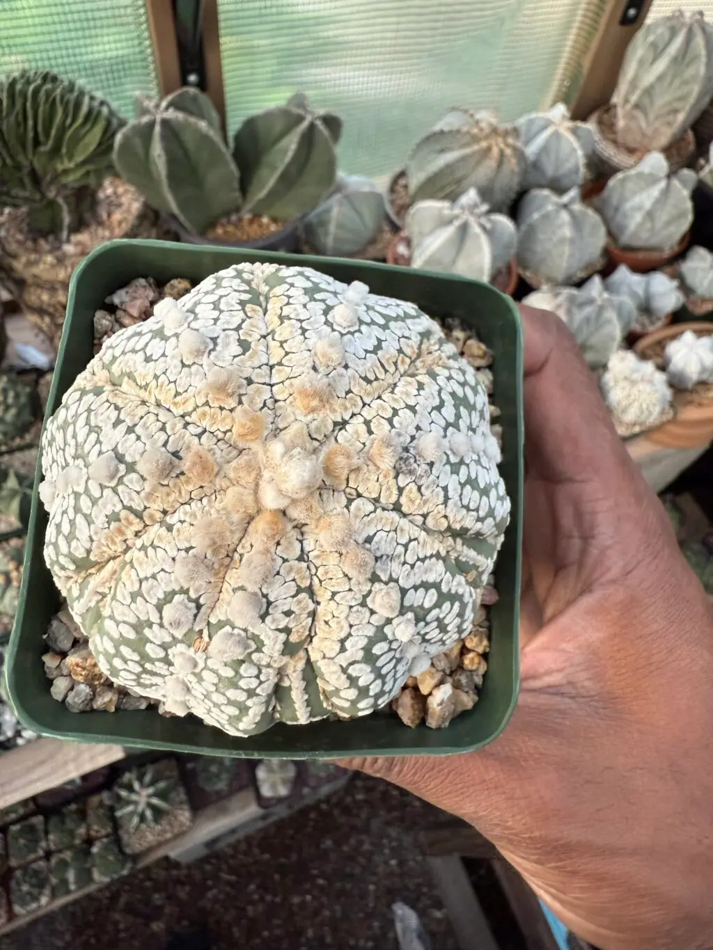 Astrophytum asterias cv. Superkabuto Fukuryu