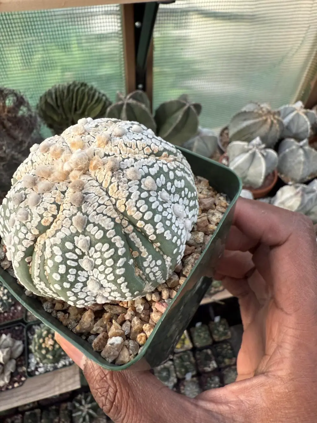 Astrophytum asterias cv. Superkabuto Fukuryu - Image 2