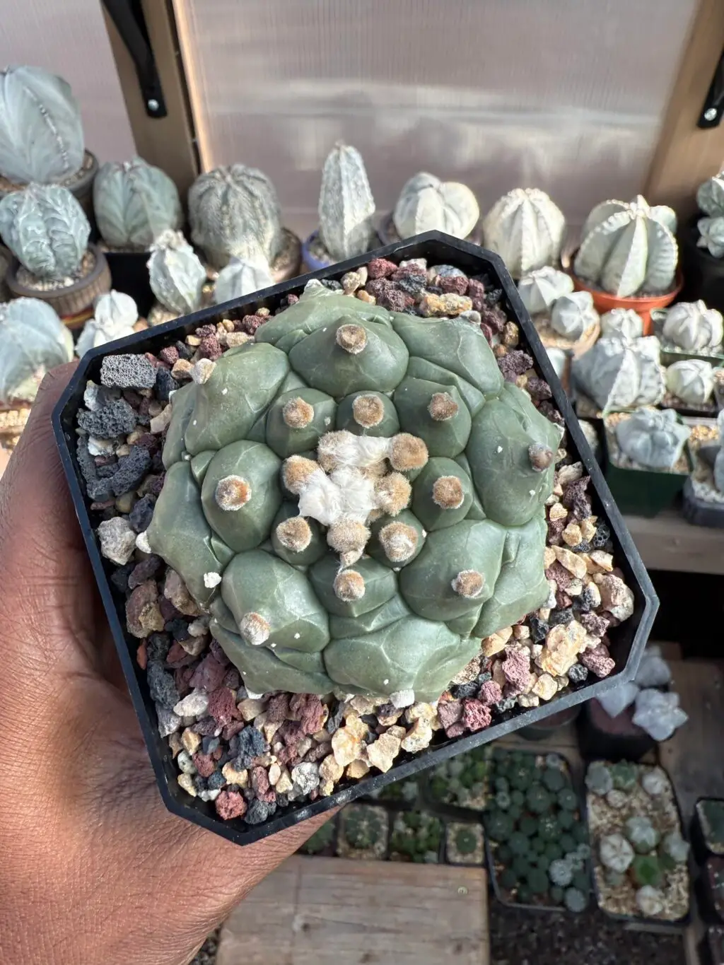 Astrophytum asterias cv. Kikko