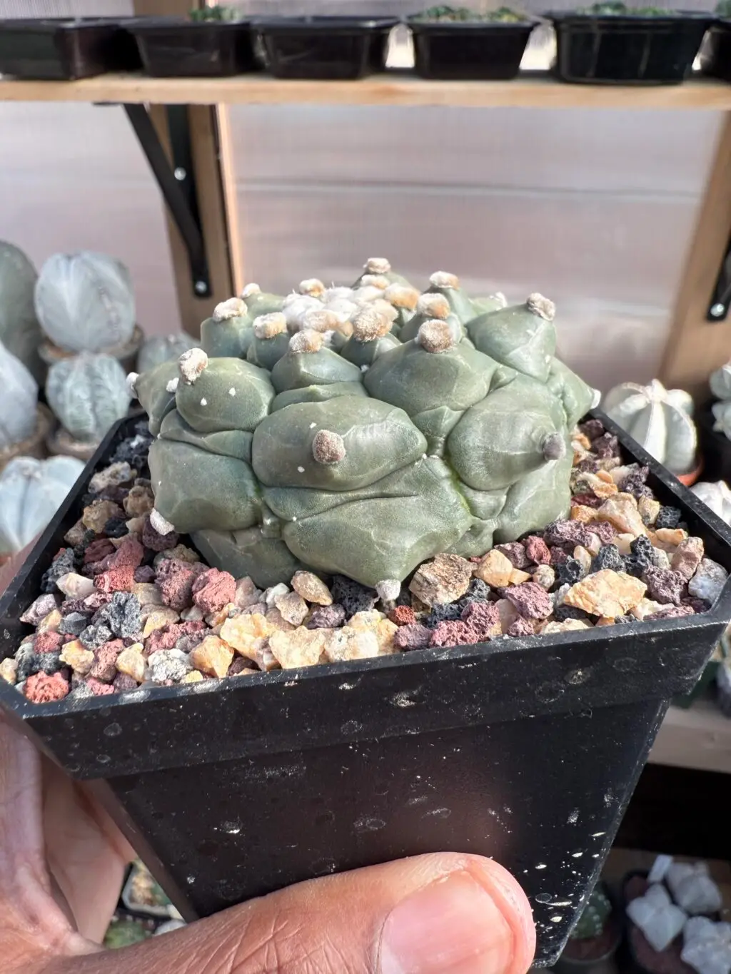 Astrophytum asterias cv. Kikko - Image 3