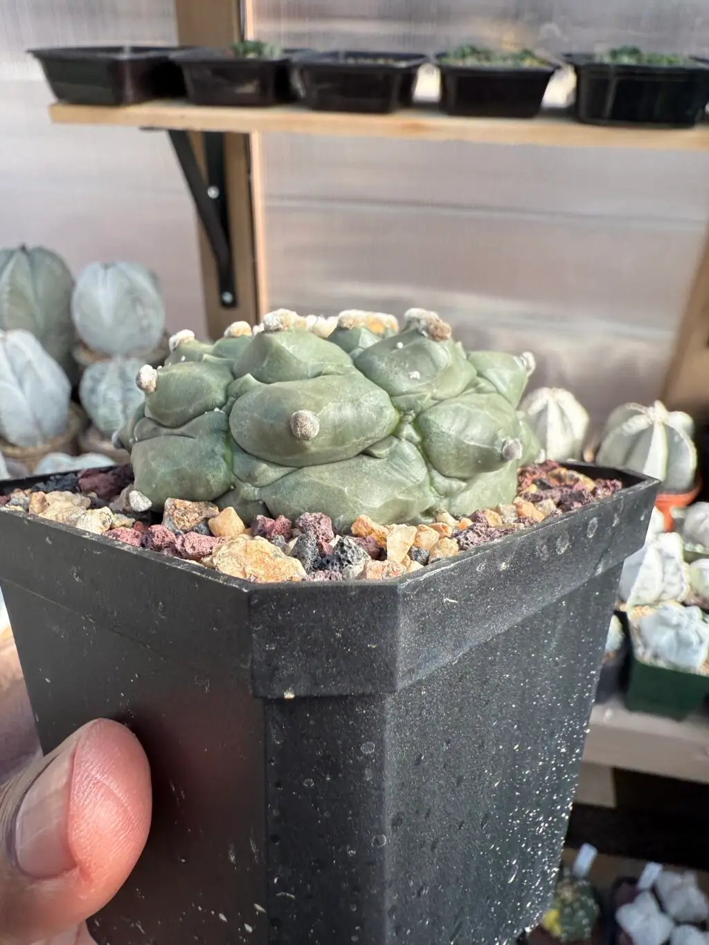 Astrophytum asterias cv. Kikko - Image 2