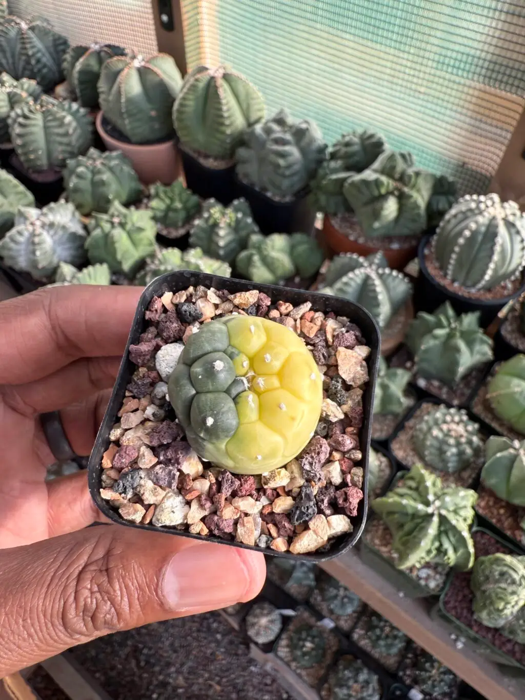 Astrophytum asterias cv. Kikko Variegated