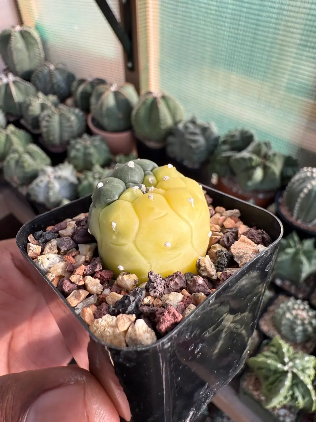 Astrophytum asterias cv. Kikko Variegated - Image 2