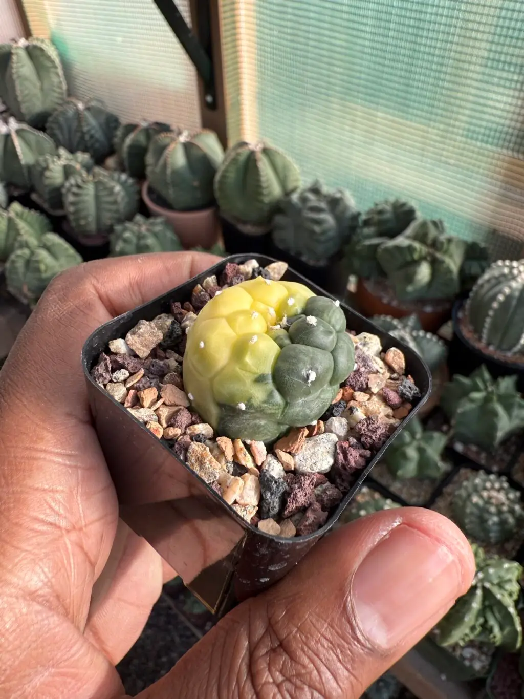 Astrophytum asterias cv. Kikko Variegated - Image 3