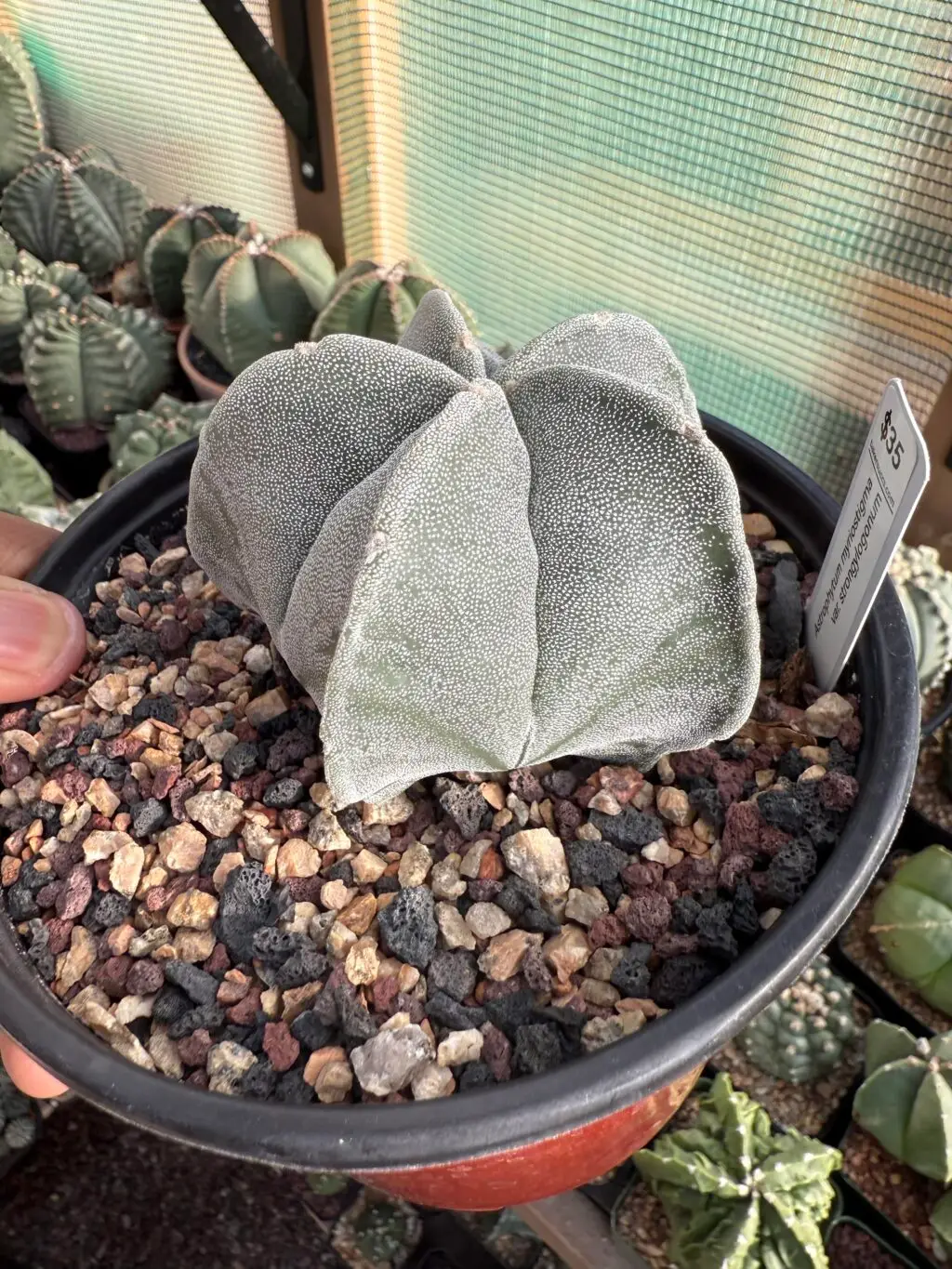 Astrophytum myriostigma - Image 2