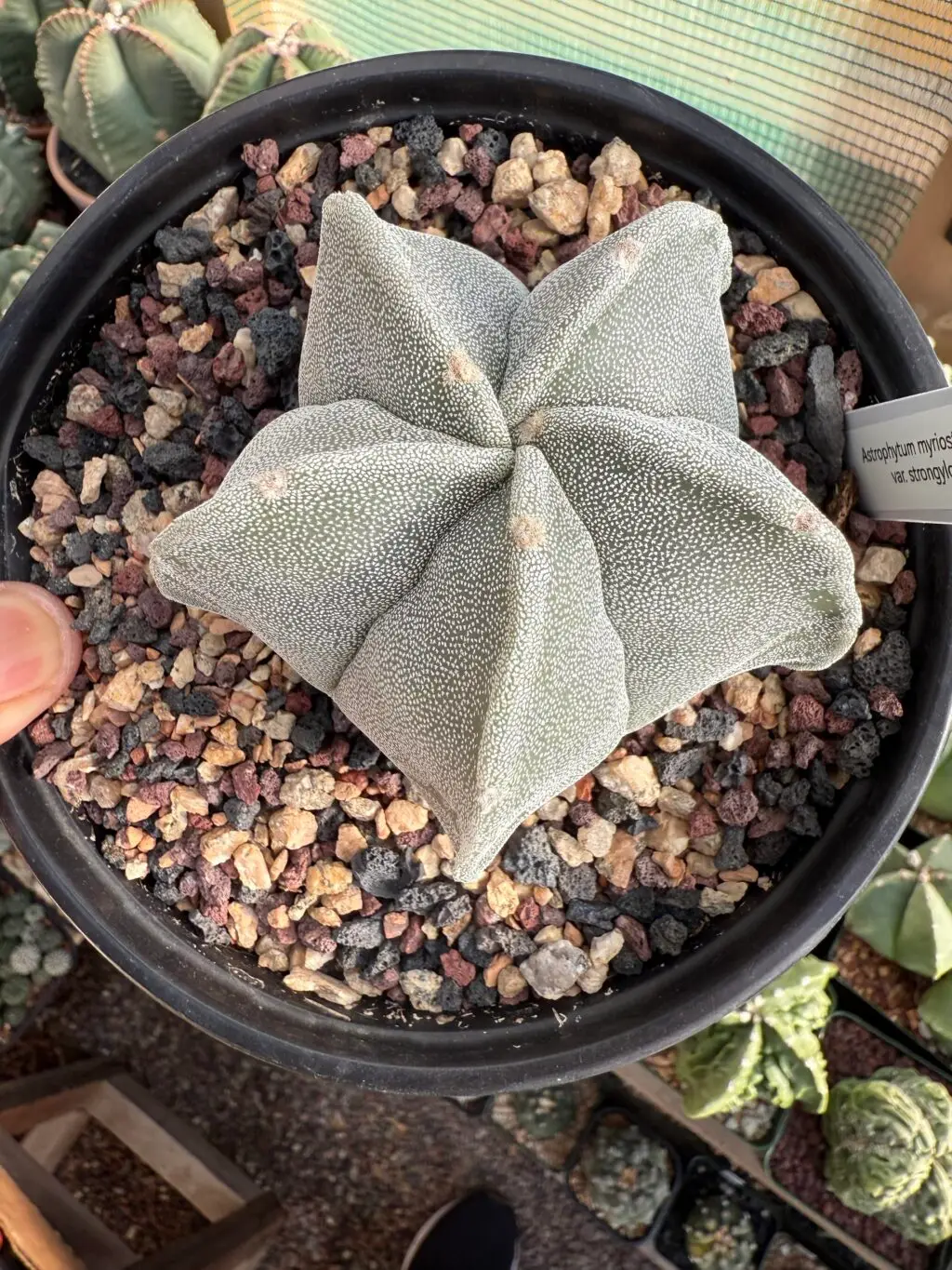 Astrophytum myriostigma