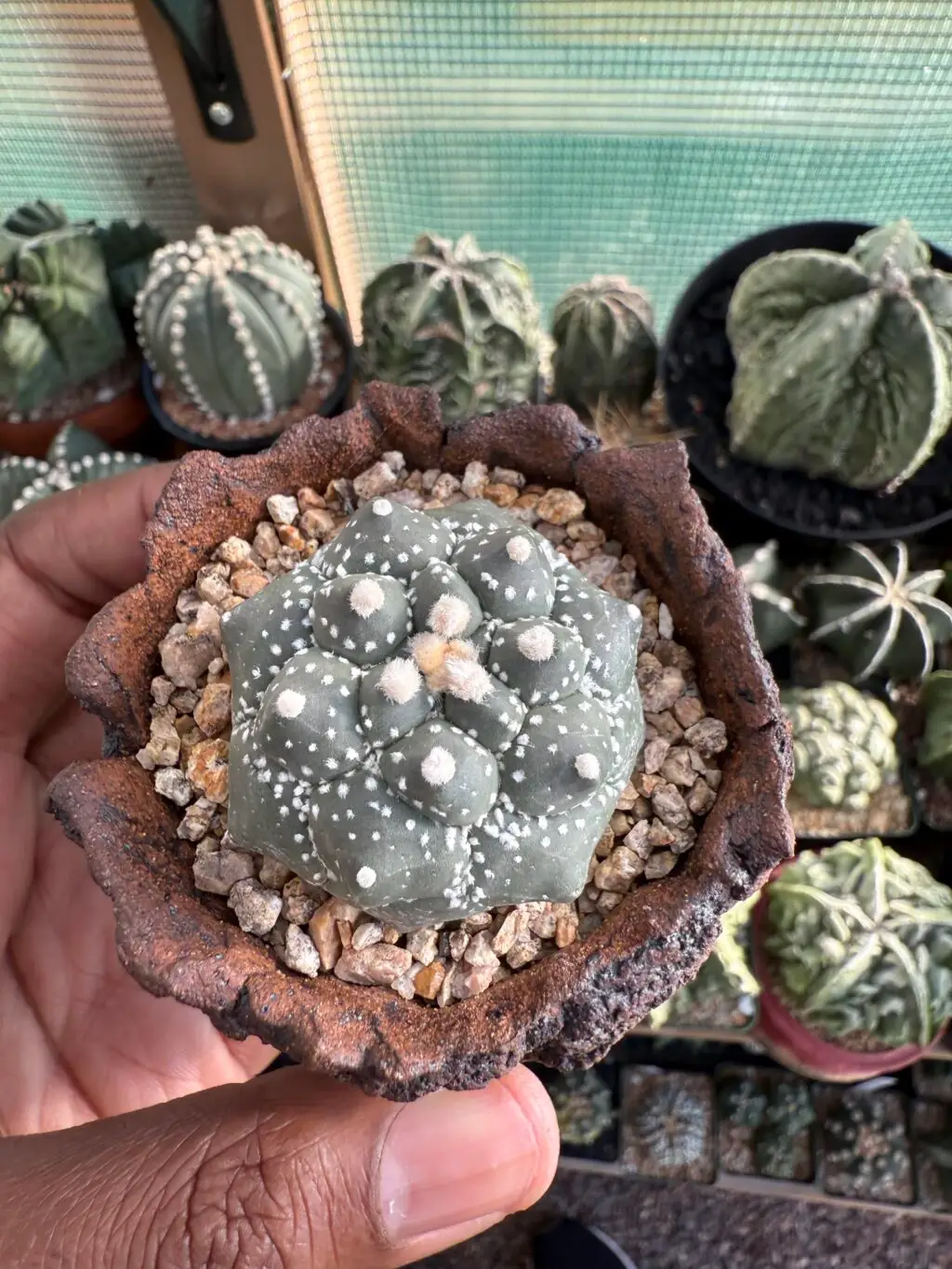 Astrophytum asterias cv. Kikko Purple Skin - Image 2