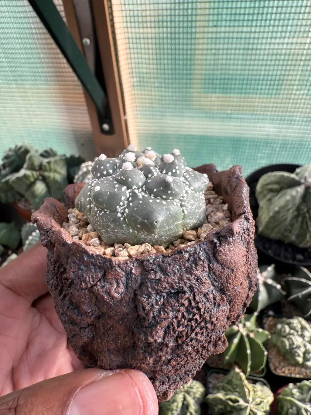 Astrophytum asterias cv. Kikko Purple Skin - Image 4