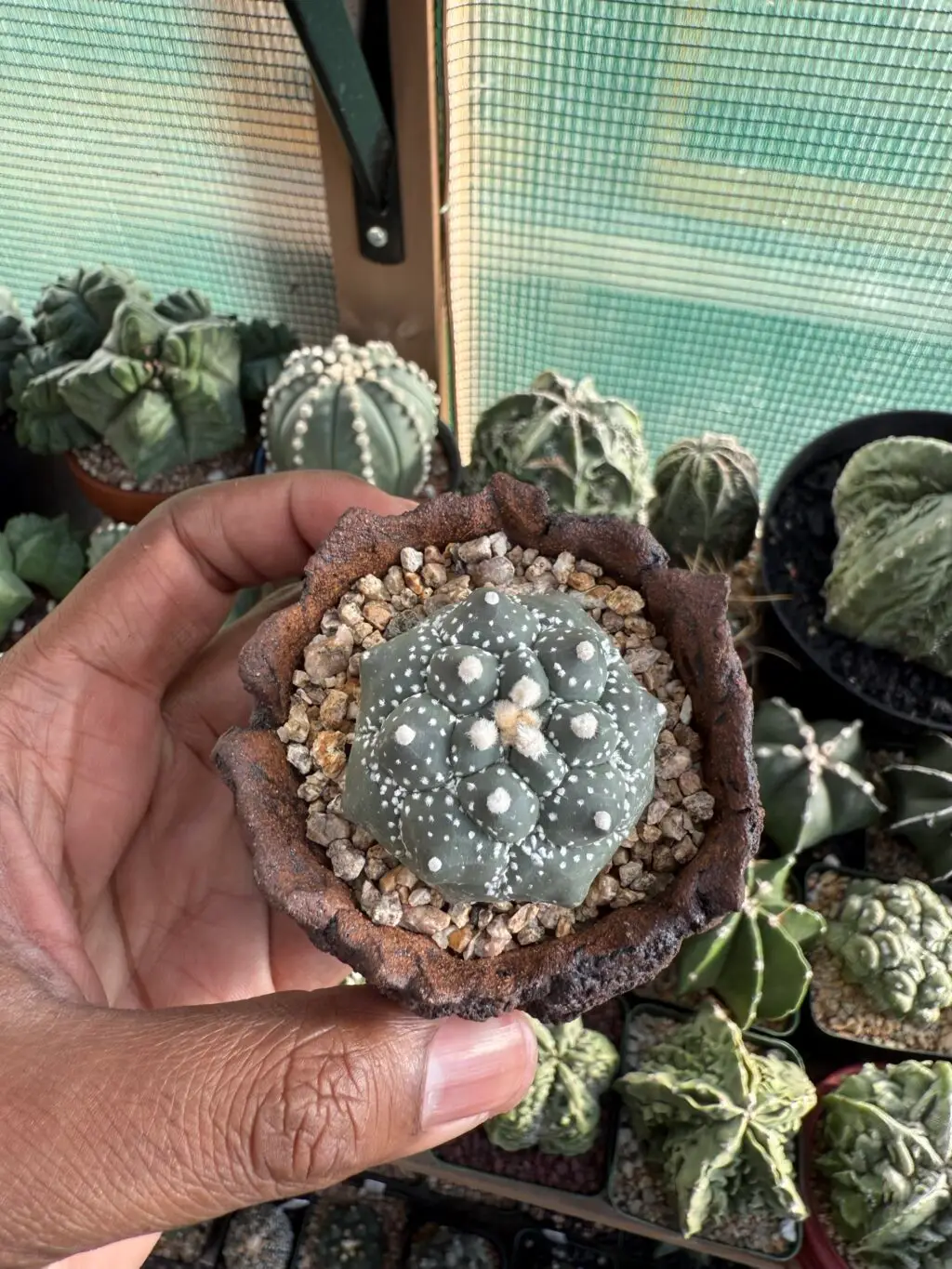 Astrophytum asterias cv. Kikko Purple Skin