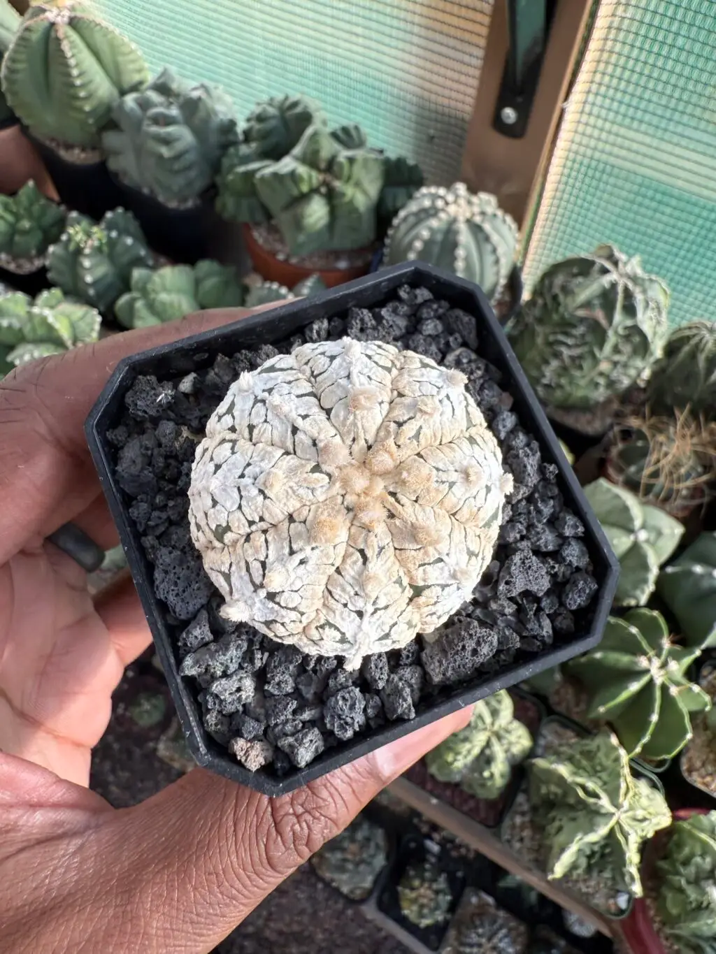 Astrophytum asterias cv. Superkabuto V-Type - Image 3