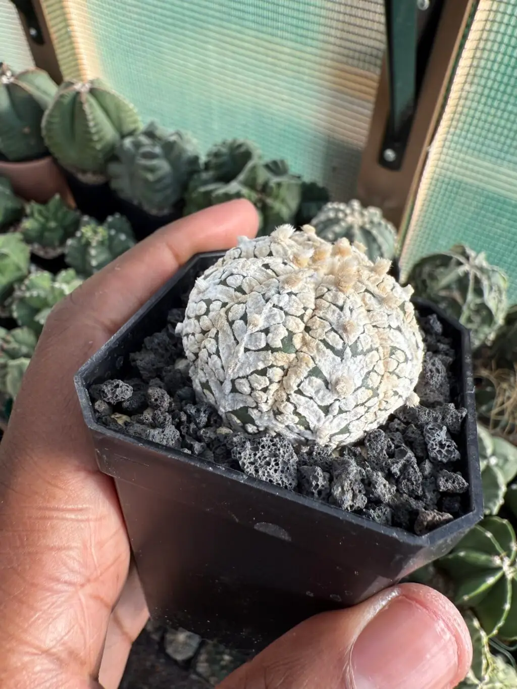 Astrophytum asterias cv. Superkabuto V-Type - Image 2