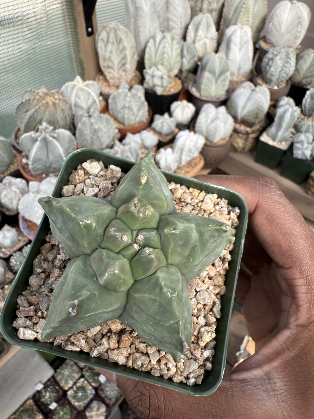 Astrophytum myriostigma cv. Kikko