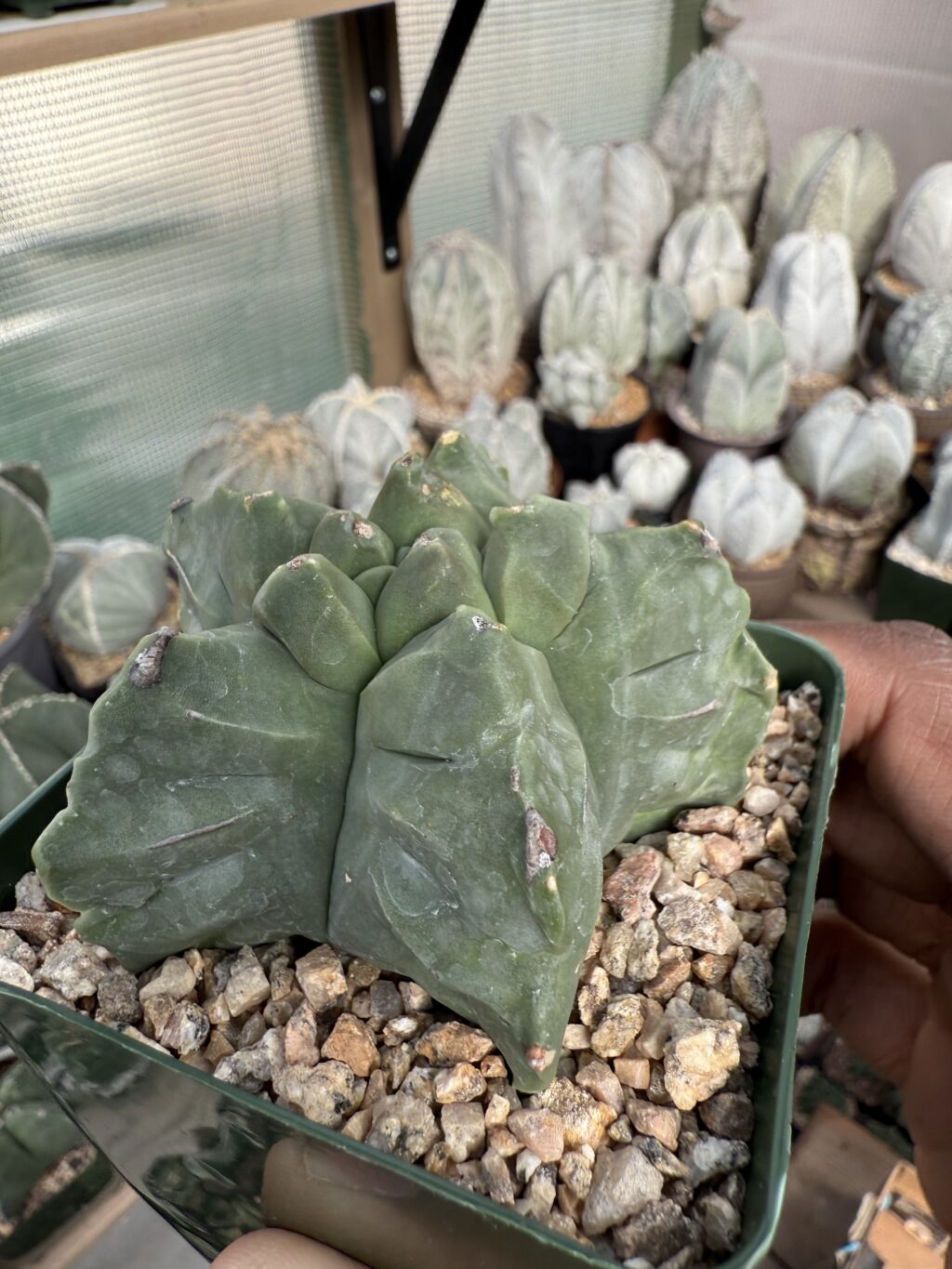 Astrophytum myriostigma cv. Kikko - Image 2