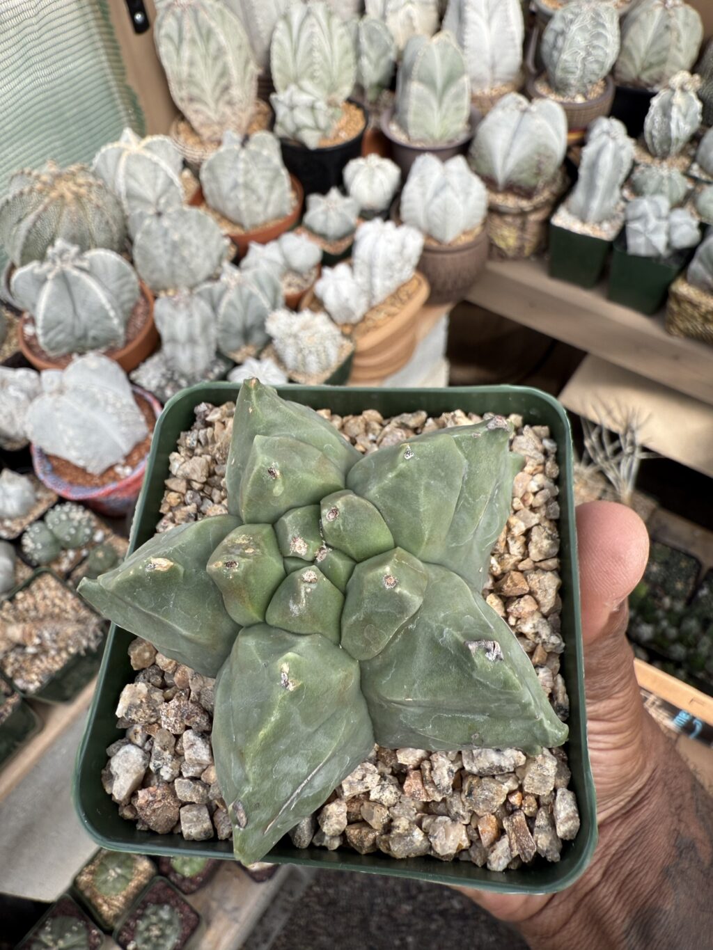 Astrophytum myriostigma cv. Kikko - Image 3