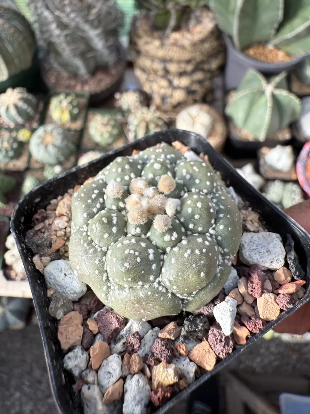 Astrophytum asterias cv. Kikko - Image 2