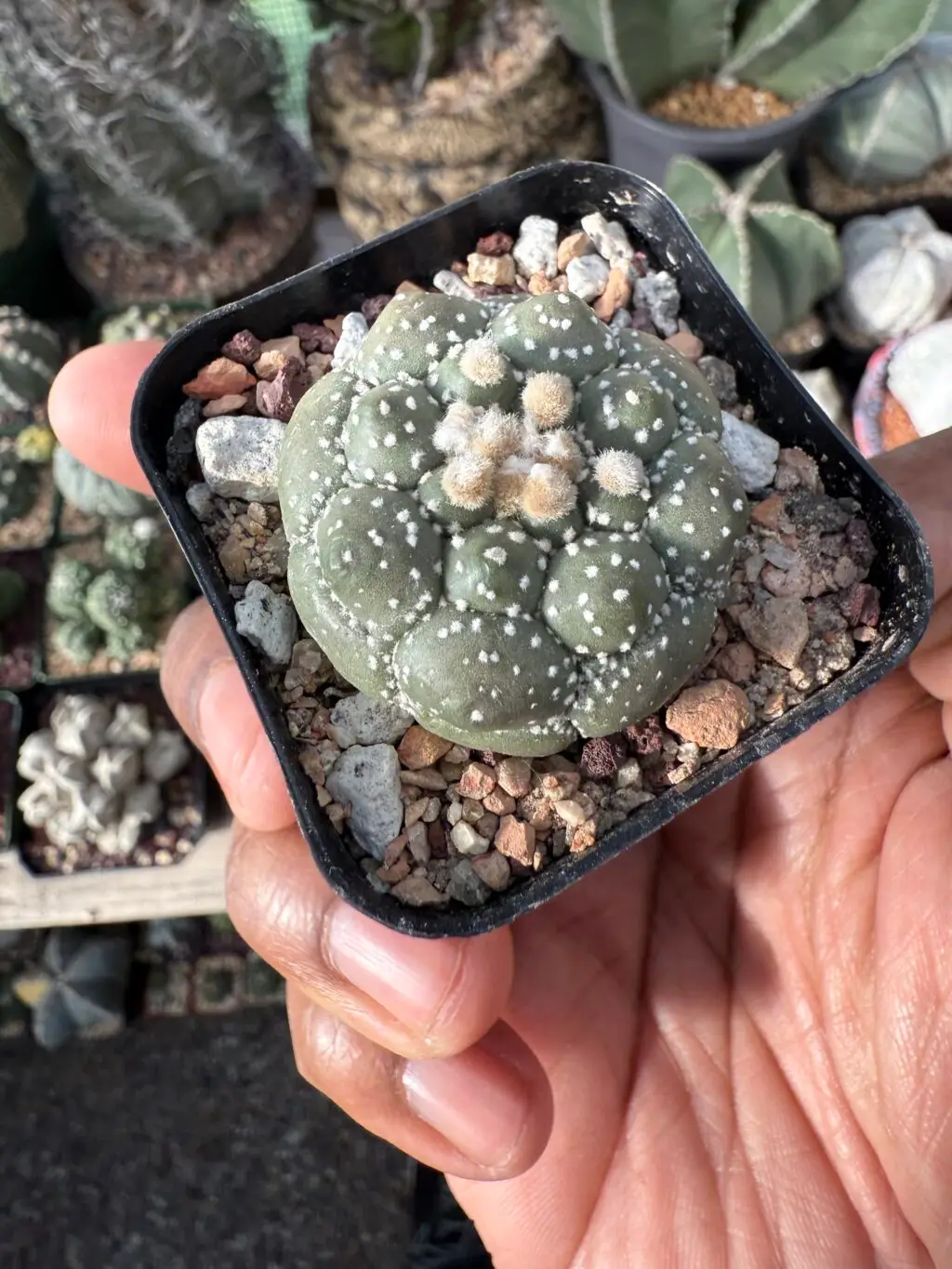 Astrophytum asterias cv. Kikko