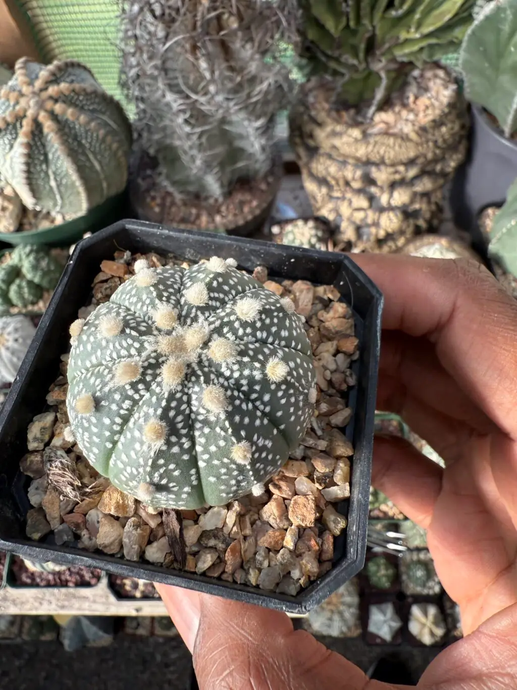 Astrophytum asterias