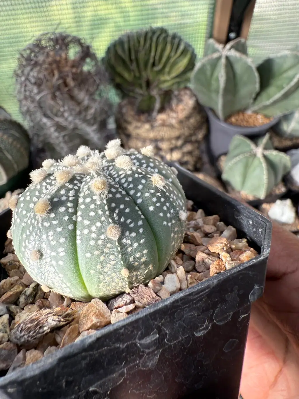 Astrophytum asterias - Image 2