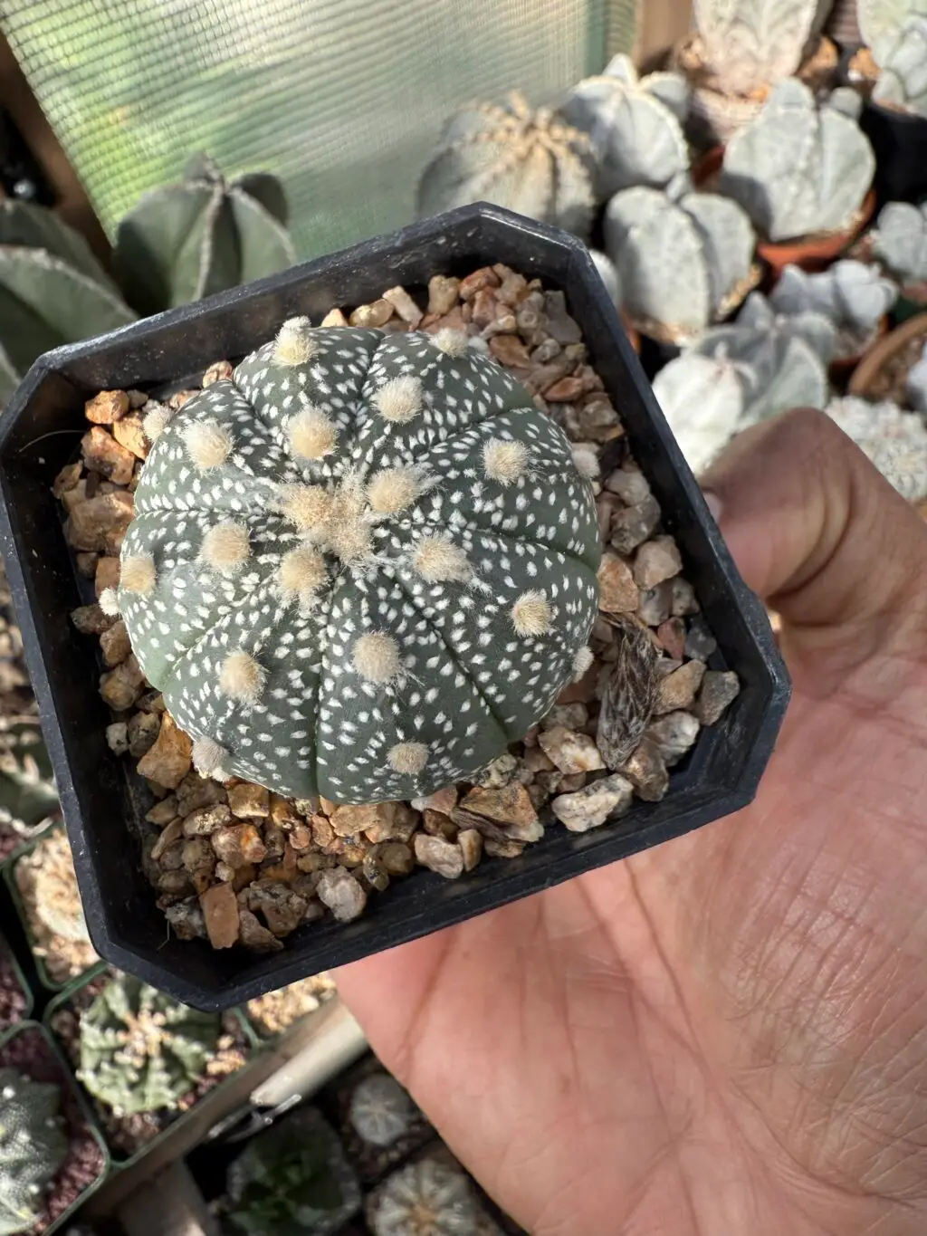 Astrophytum asterias - Image 3