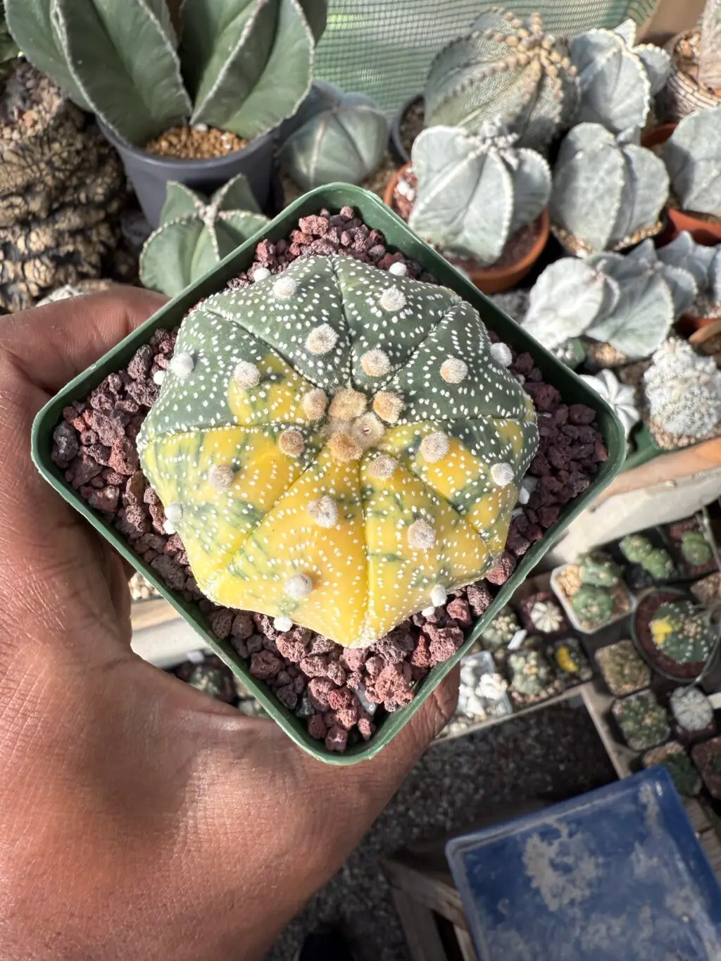 Astrophytum asterias c. Star Shape Variegated