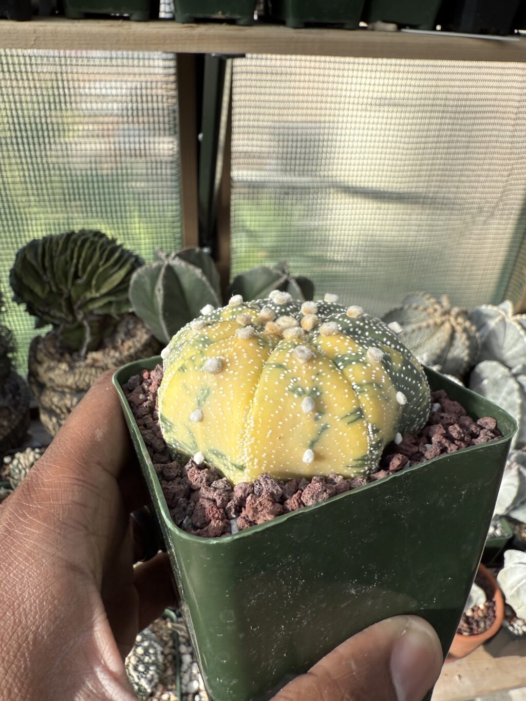 Astrophytum asterias c. Star Shape Variegated - Image 2