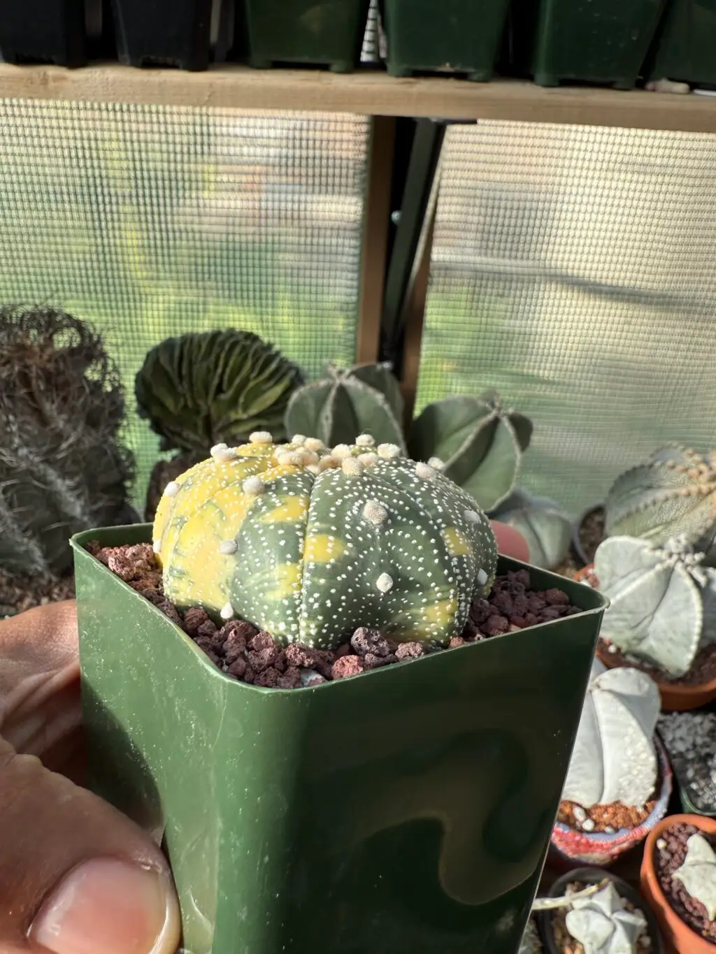 Astrophytum asterias c. Star Shape Variegated - Image 3