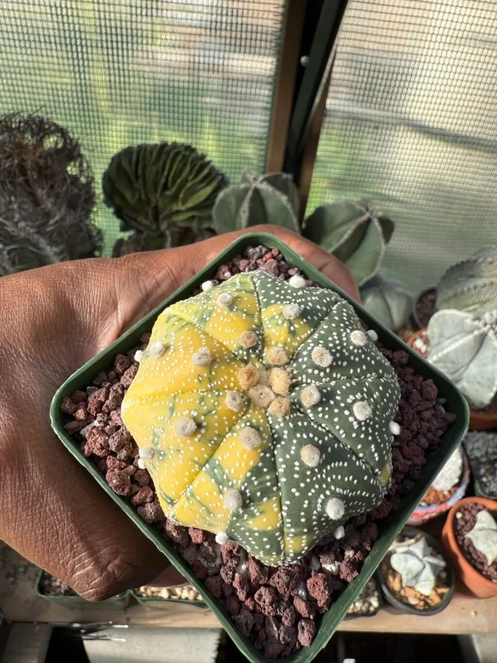 Astrophytum asterias c. Star Shape Variegated - Image 4