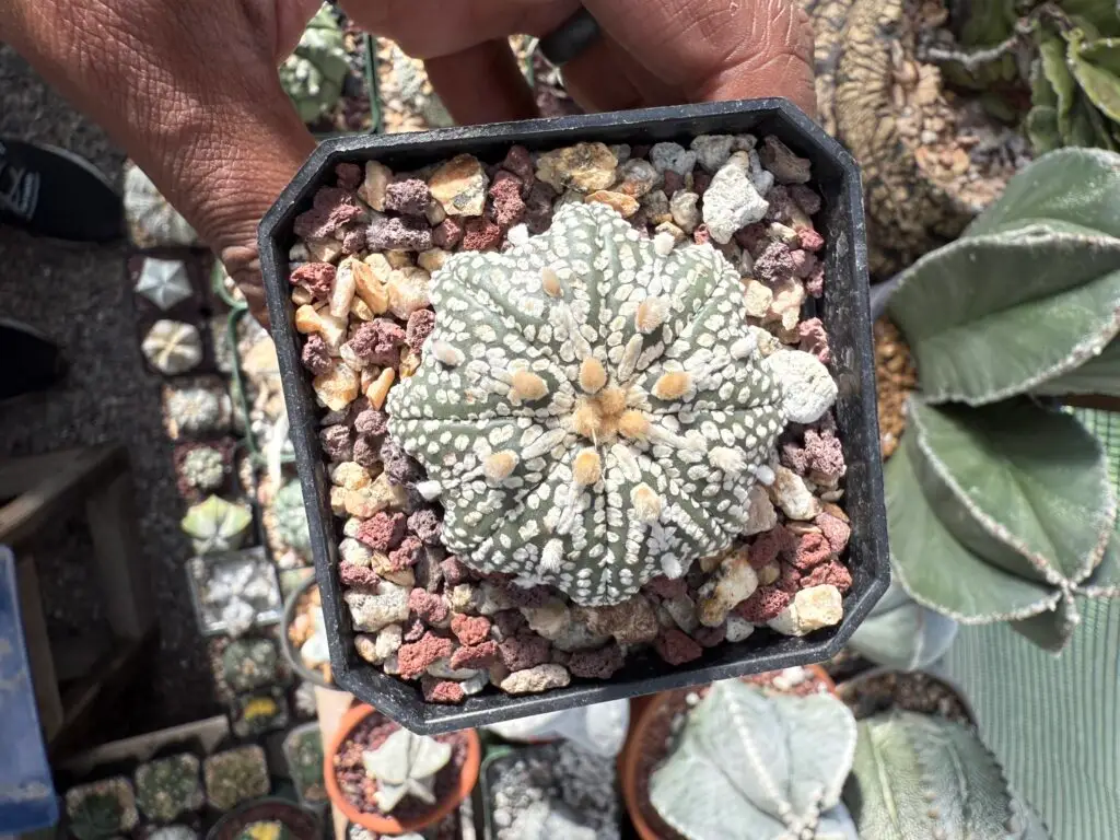 Astrophytum asterias cv. Miracle