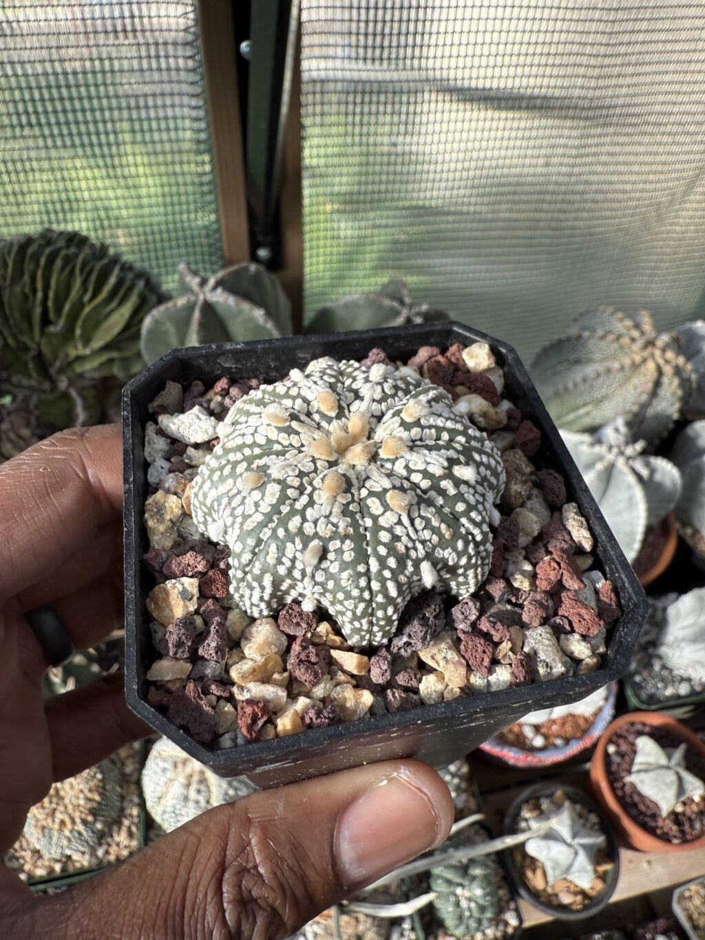 Astrophytum asterias cv. Miracle - Image 2