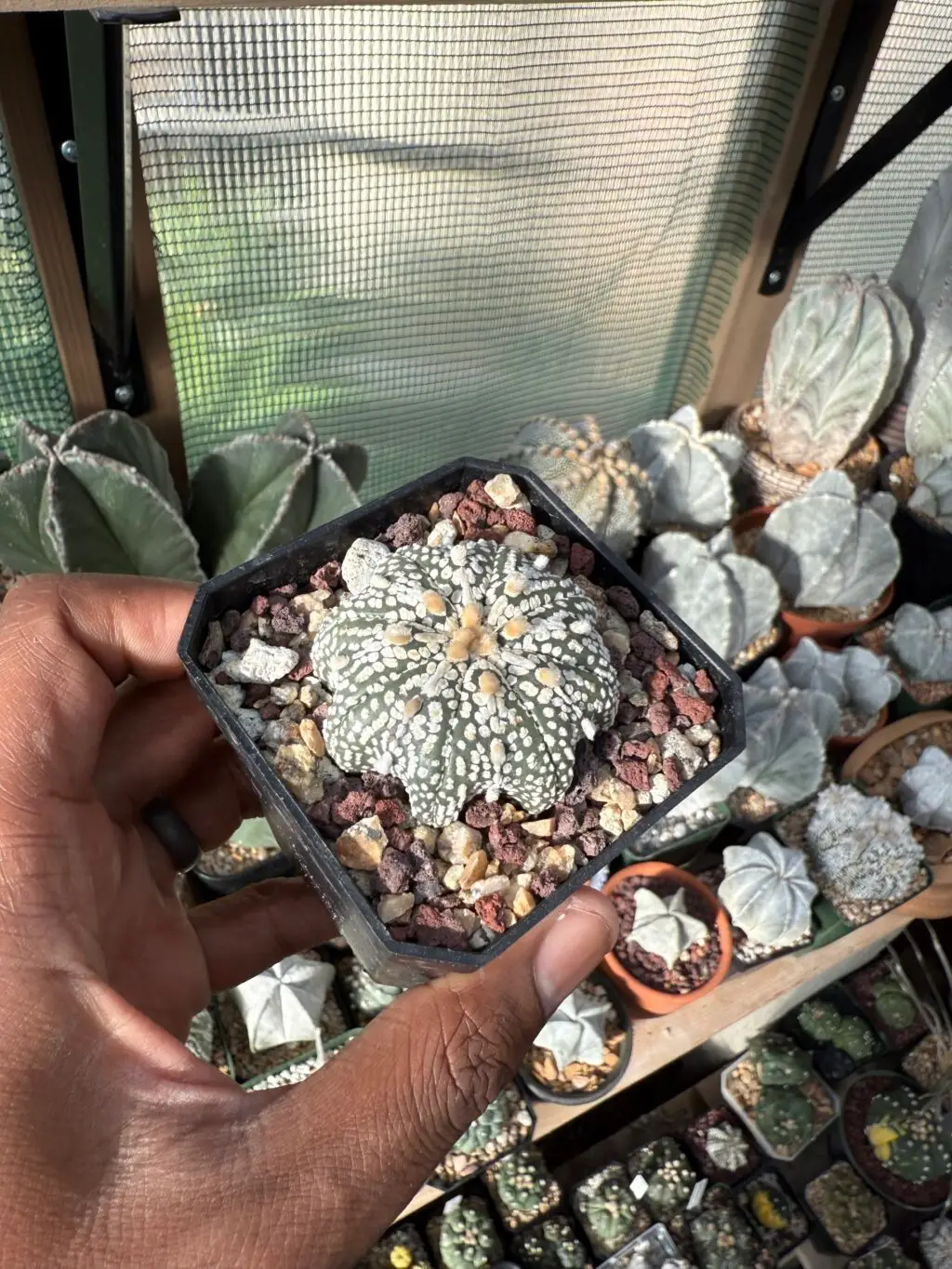 Astrophytum asterias cv. Miracle - Image 3