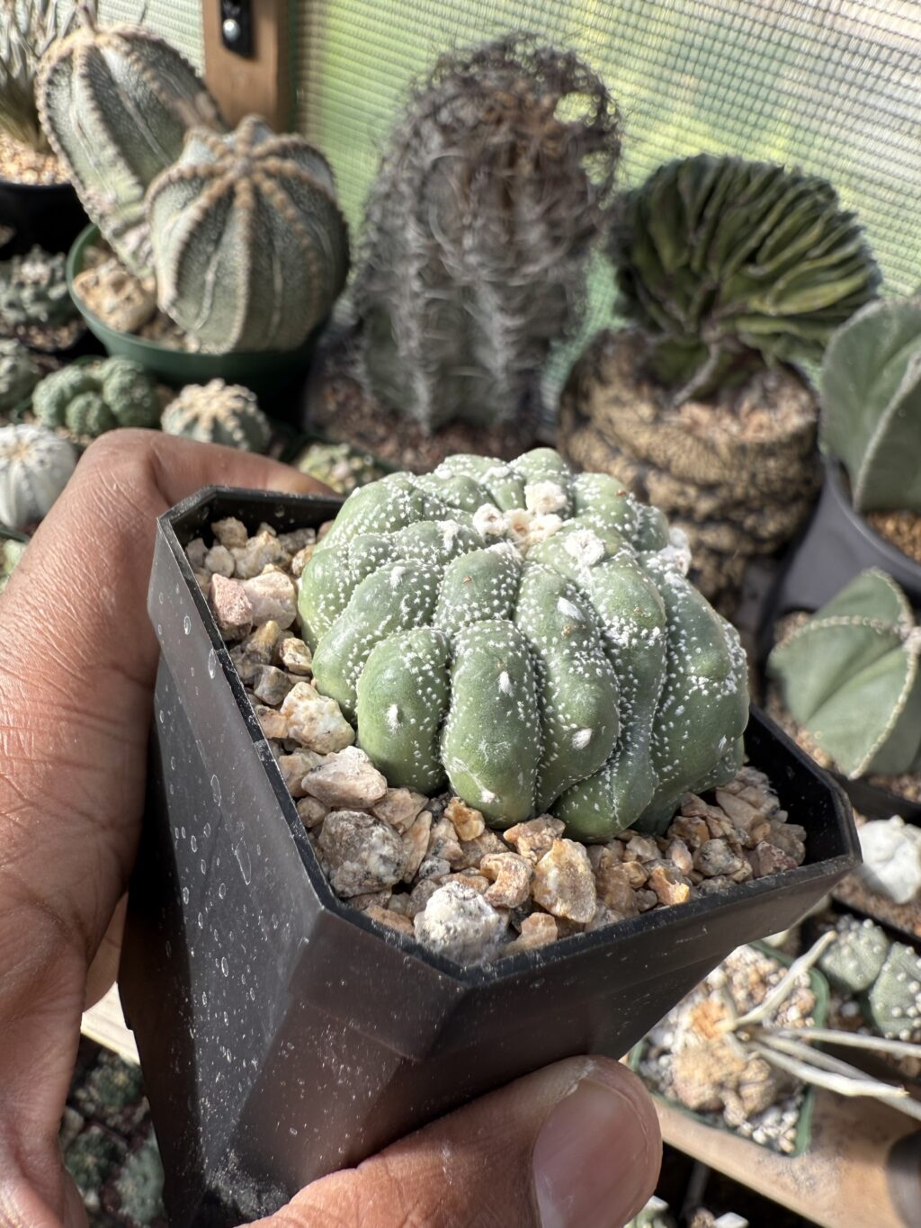 Astrophytum asterias cv. Kikko Cristata - Image 3