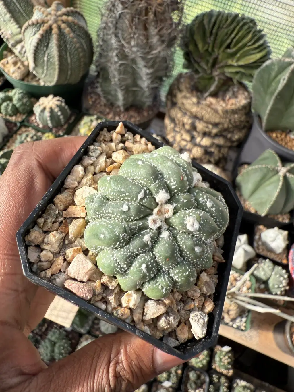 Astrophytum asterias cv. Kikko Cristata - Image 2