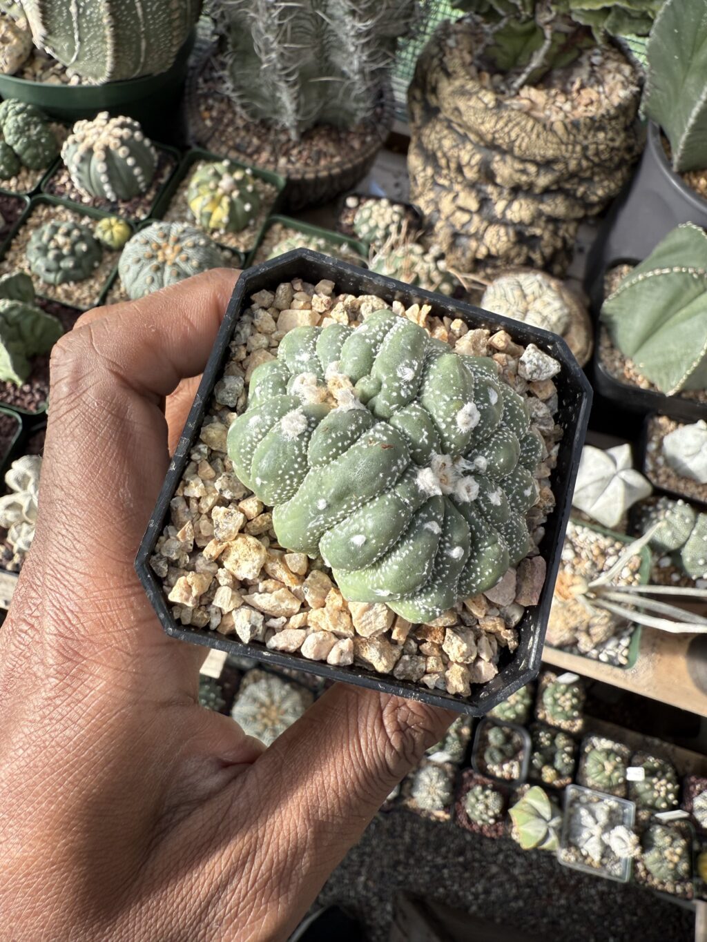 Astrophytum asterias cv. Kikko Cristata