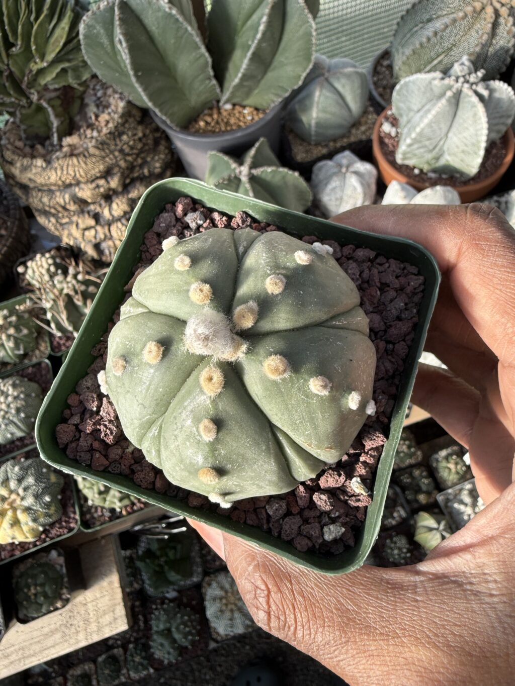 Astrophytum asterias cv. Fukuryu