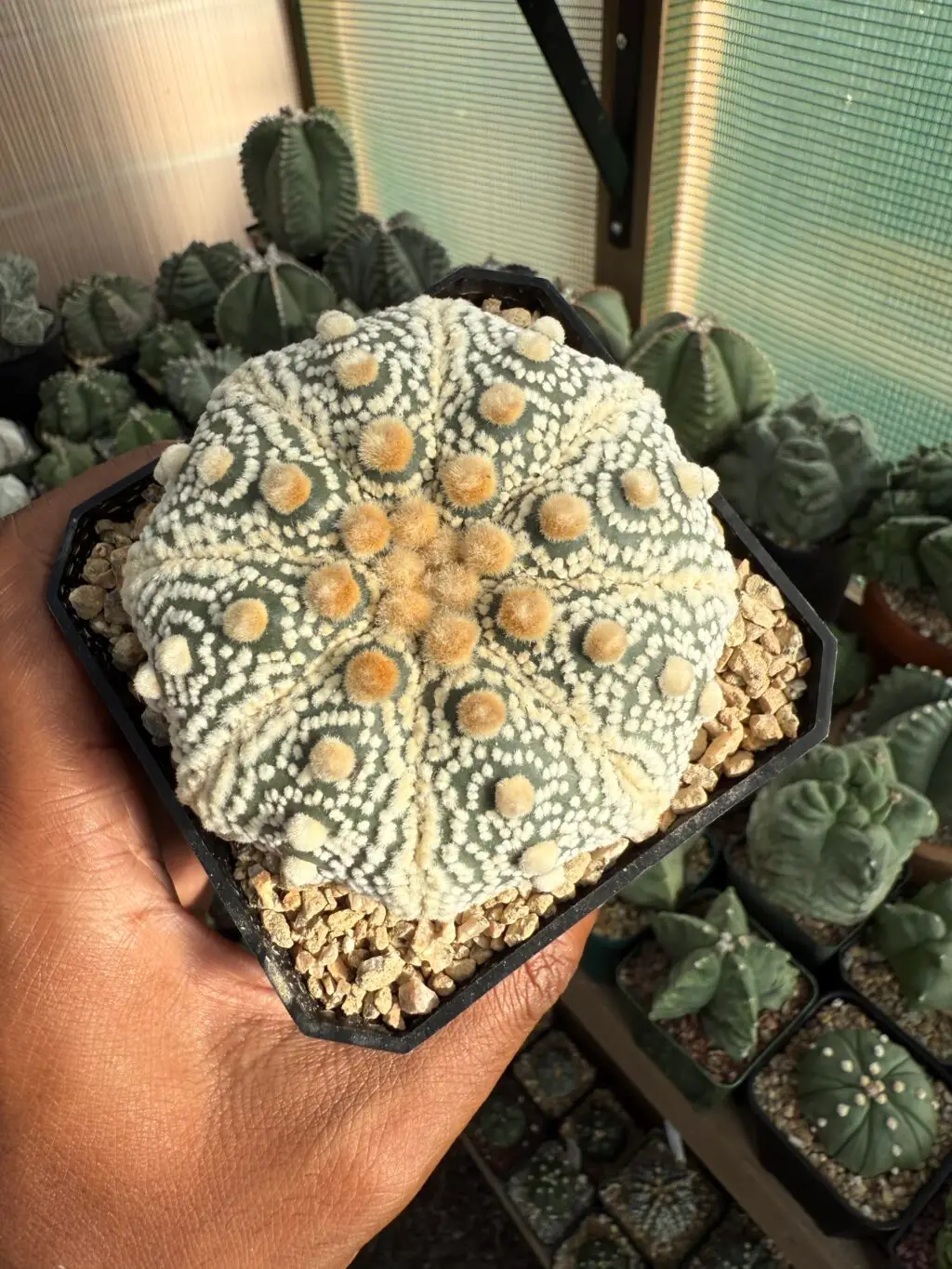 Astrophytum asterias cv. Fujidori