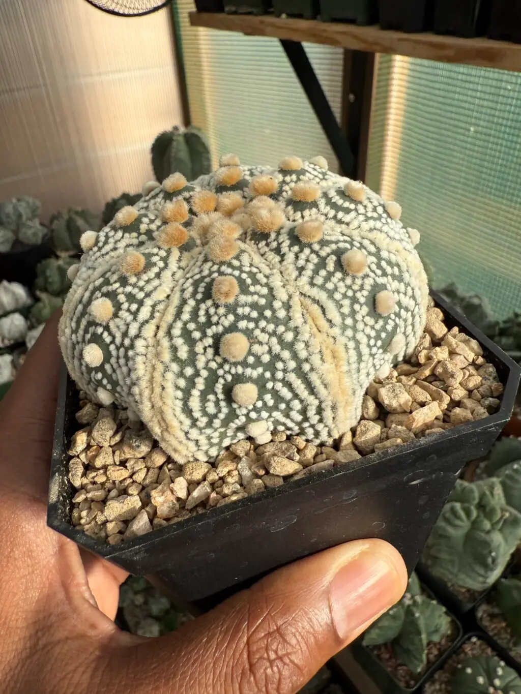 Astrophytum asterias cv. Fujidori - Image 2