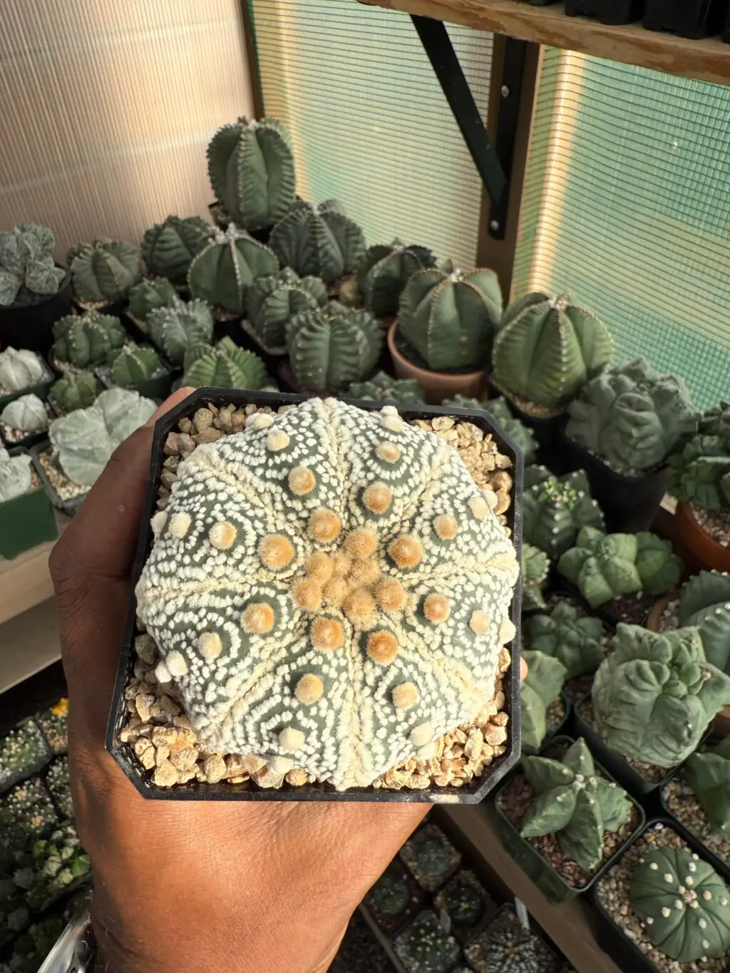 Astrophytum asterias cv. Fujidori - Image 3