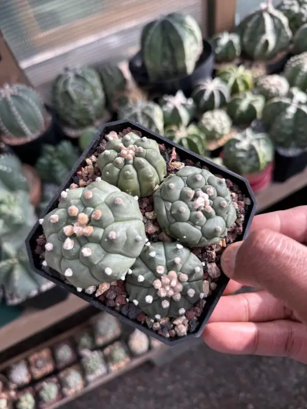 Astrophytum asterias cv. Kikko Bundle