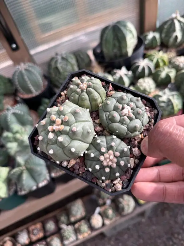 Astrophytum asterias cv. Kikko Bundle - Image 2