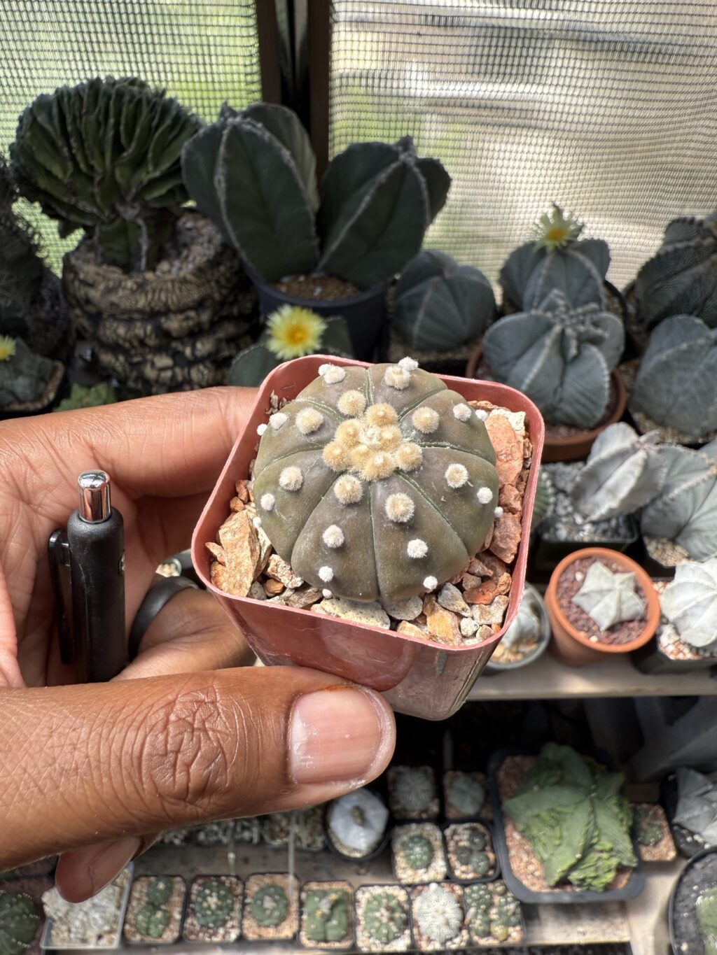 Astrophytum asterias “Purple Skin”