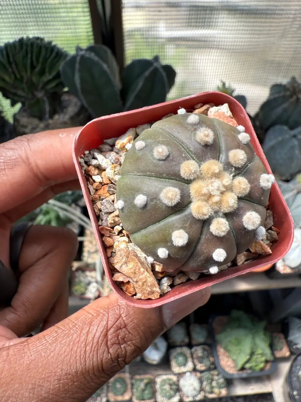 Astrophytum asterias “Purple Skin” - Image 2