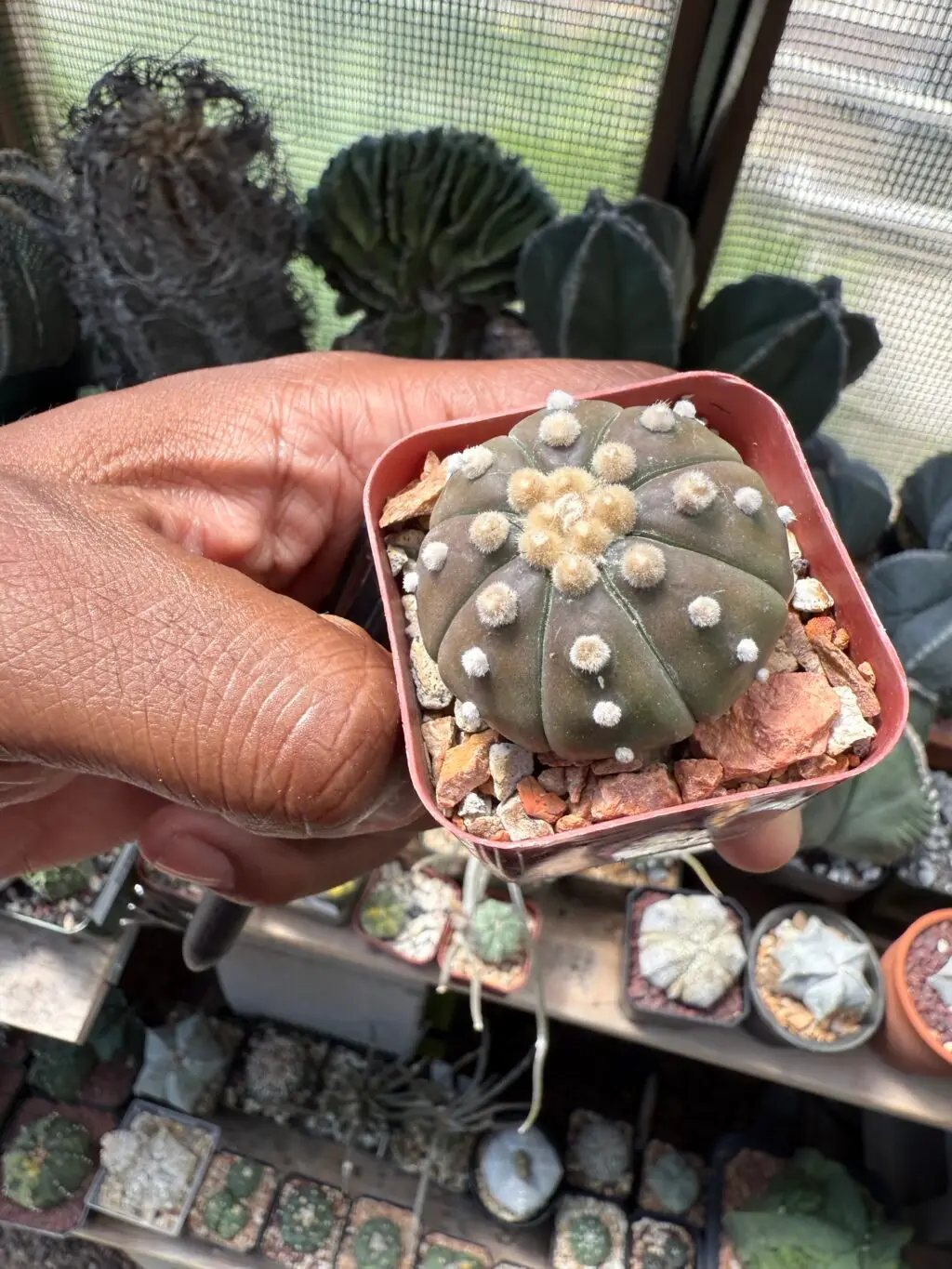 Astrophytum asterias “Purple Skin” - Image 3