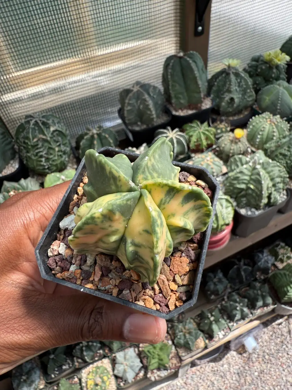 Astrophytum myriostigma cv. Fukuryu Variegated - Image 2